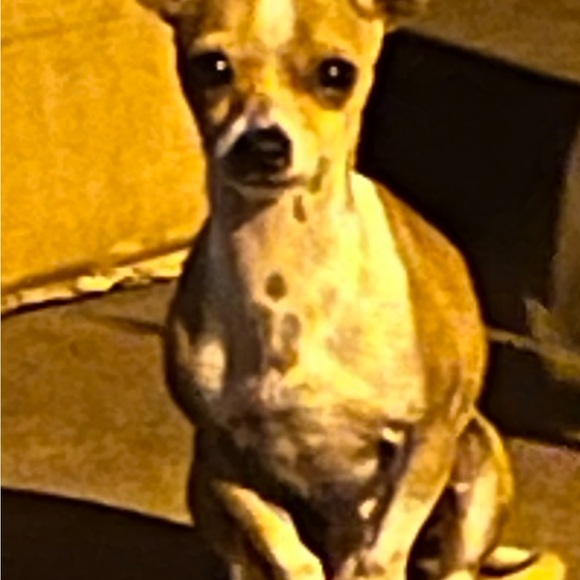 Meet your Posher, Cheryl - Picture 8 of 8